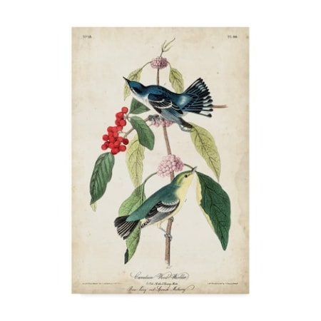 John James Audubon 'Cerulean Wood Warbler' Canvas Art,12x19